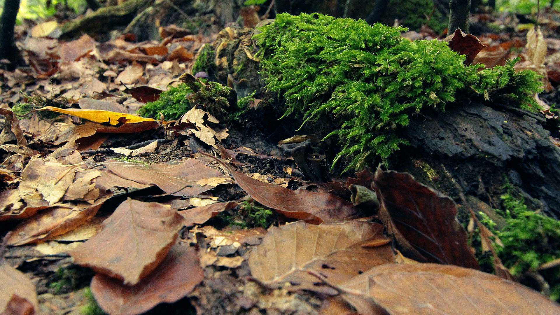 Fonds d'cran Nature Champignons ballade en forêt