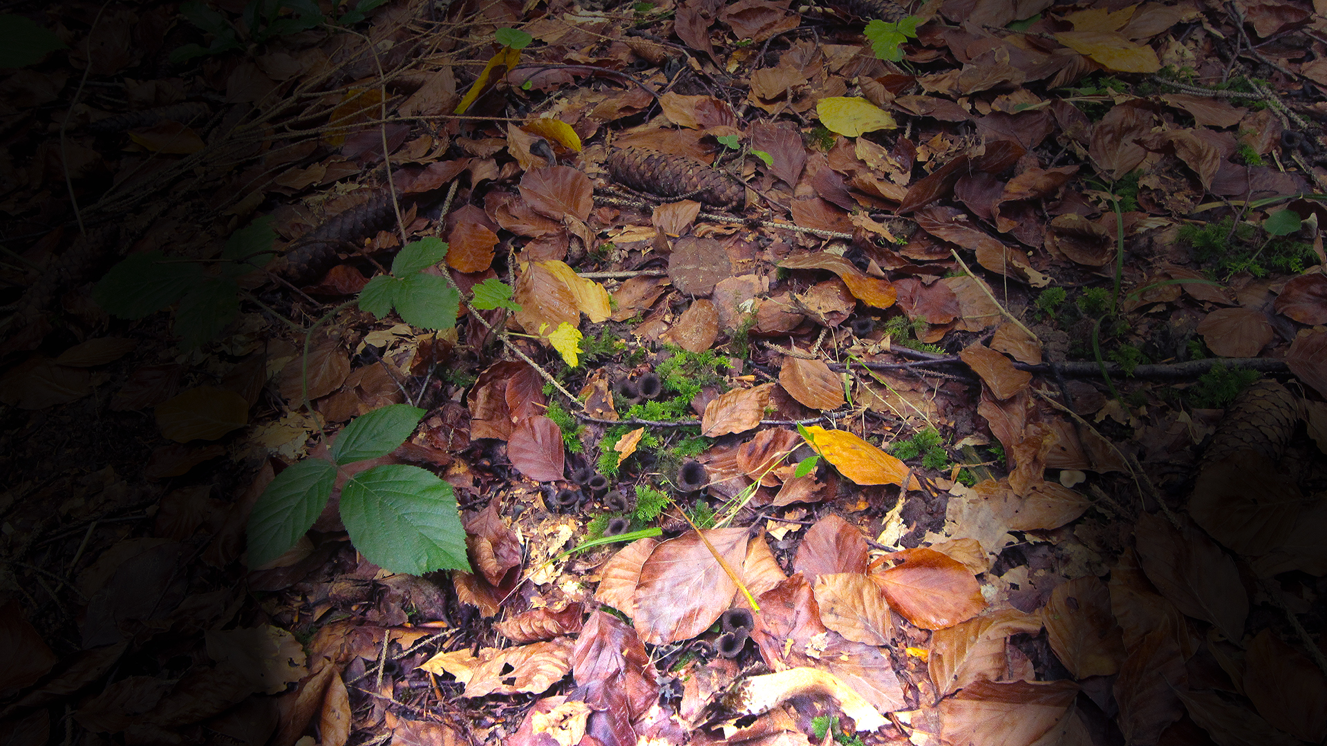 Wallpapers Nature Mushrooms ballade en forêt