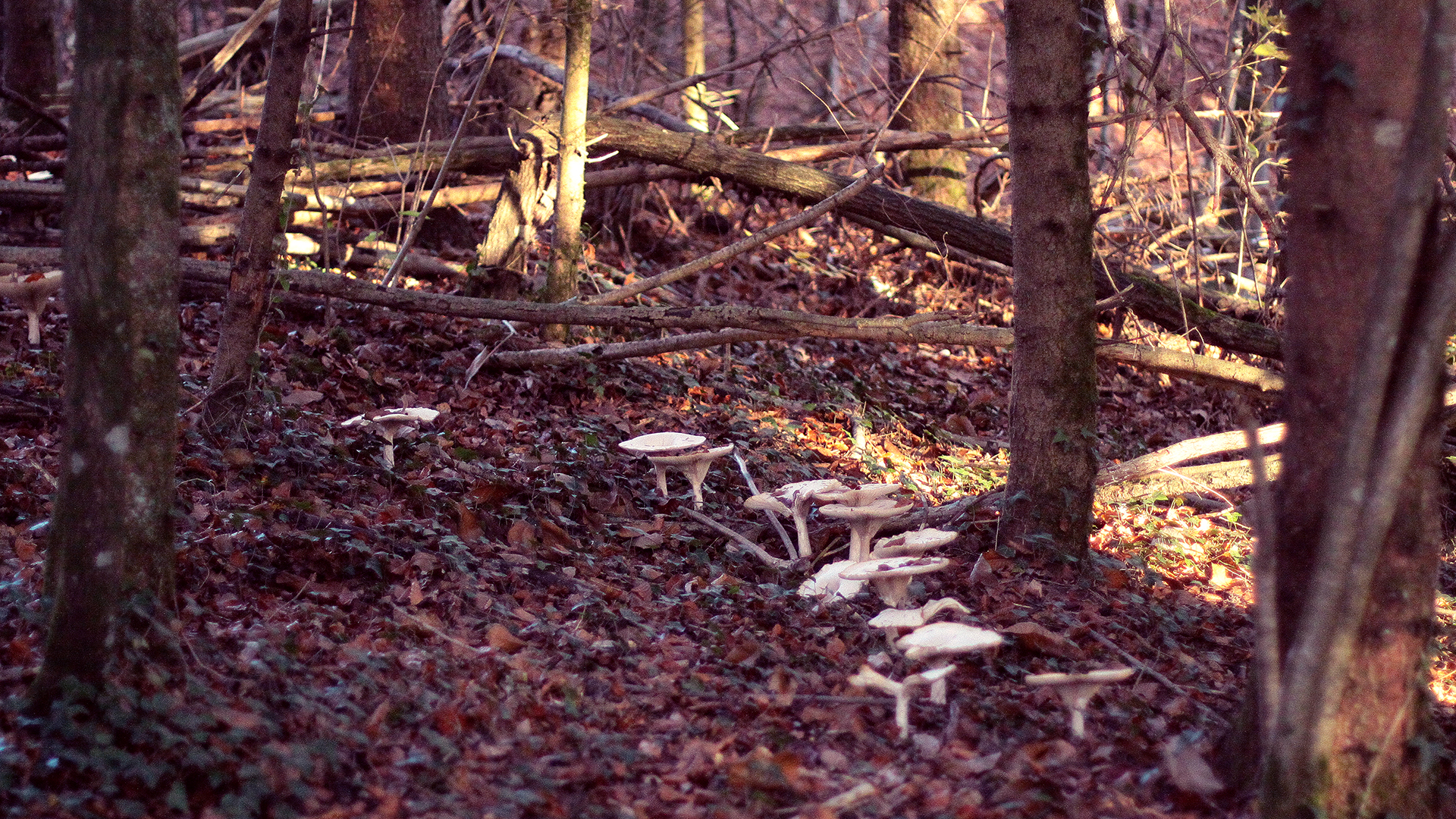 Fonds d'cran Nature Champignons ballade en forêt