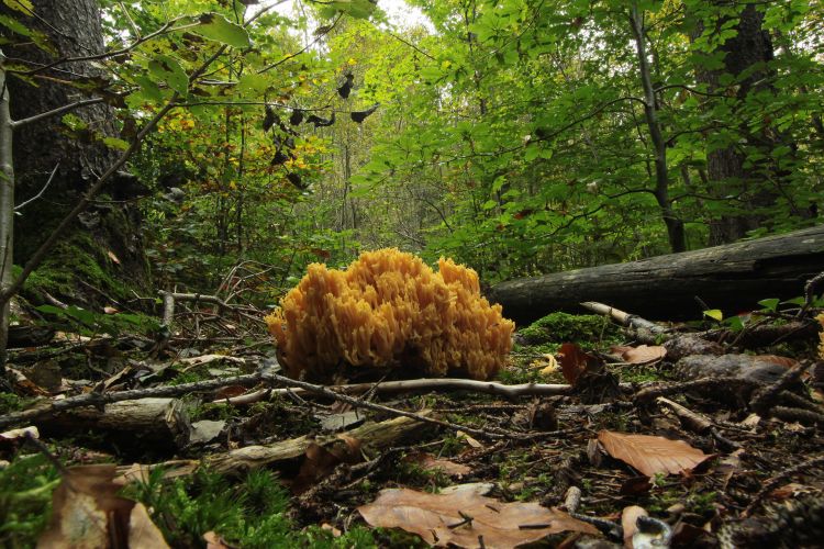 Fonds d'cran Nature Champignons ballade en forêt