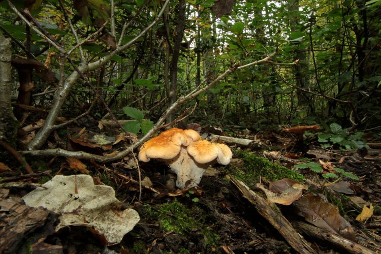 Fonds d'cran Nature Champignons ballade en forêt