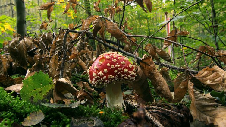 Wallpapers Nature Mushrooms ballade en forêt