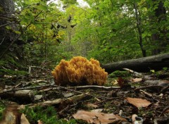  Nature ballade en forêt