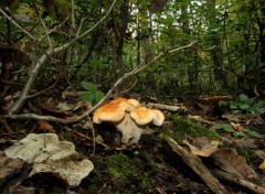  Nature ballade en forêt