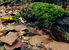  Nature ballade en forêt