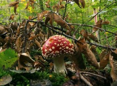  Nature ballade en forêt