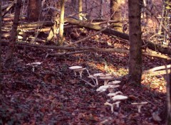  Nature ballade en forêt