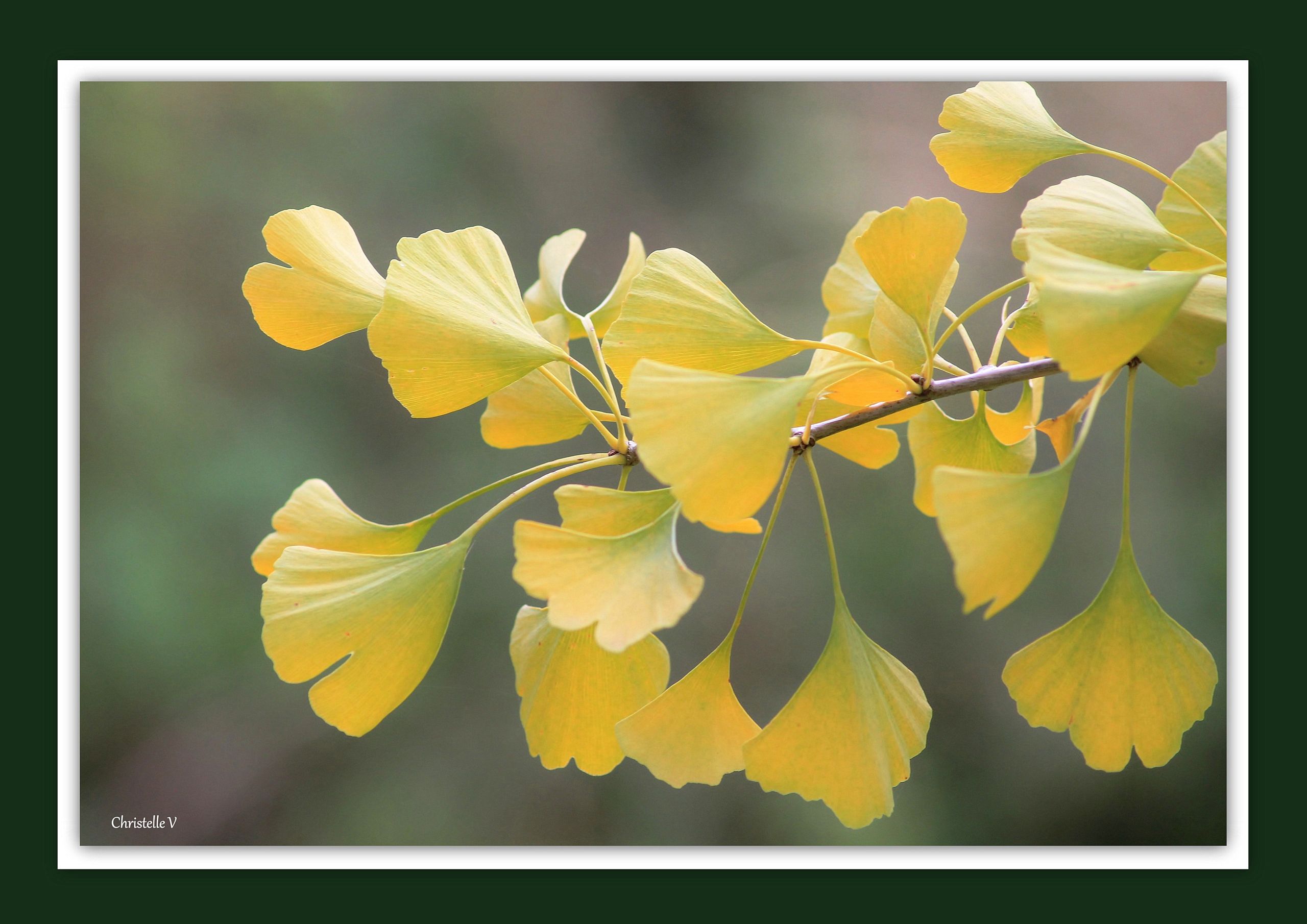 Wallpapers Nature Leaves - Foliage 