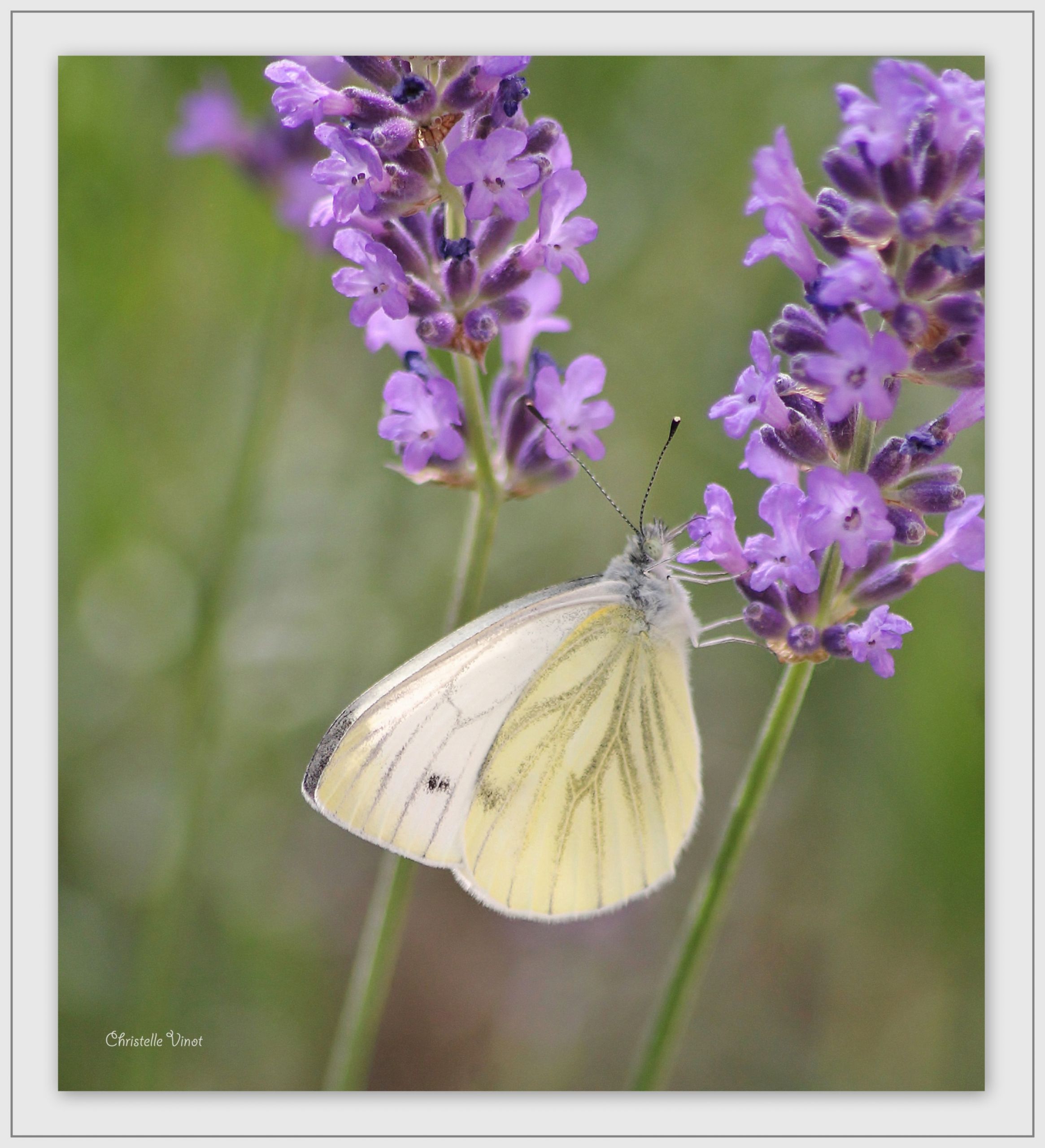 Wallpapers Animals Insects - Butterflies 