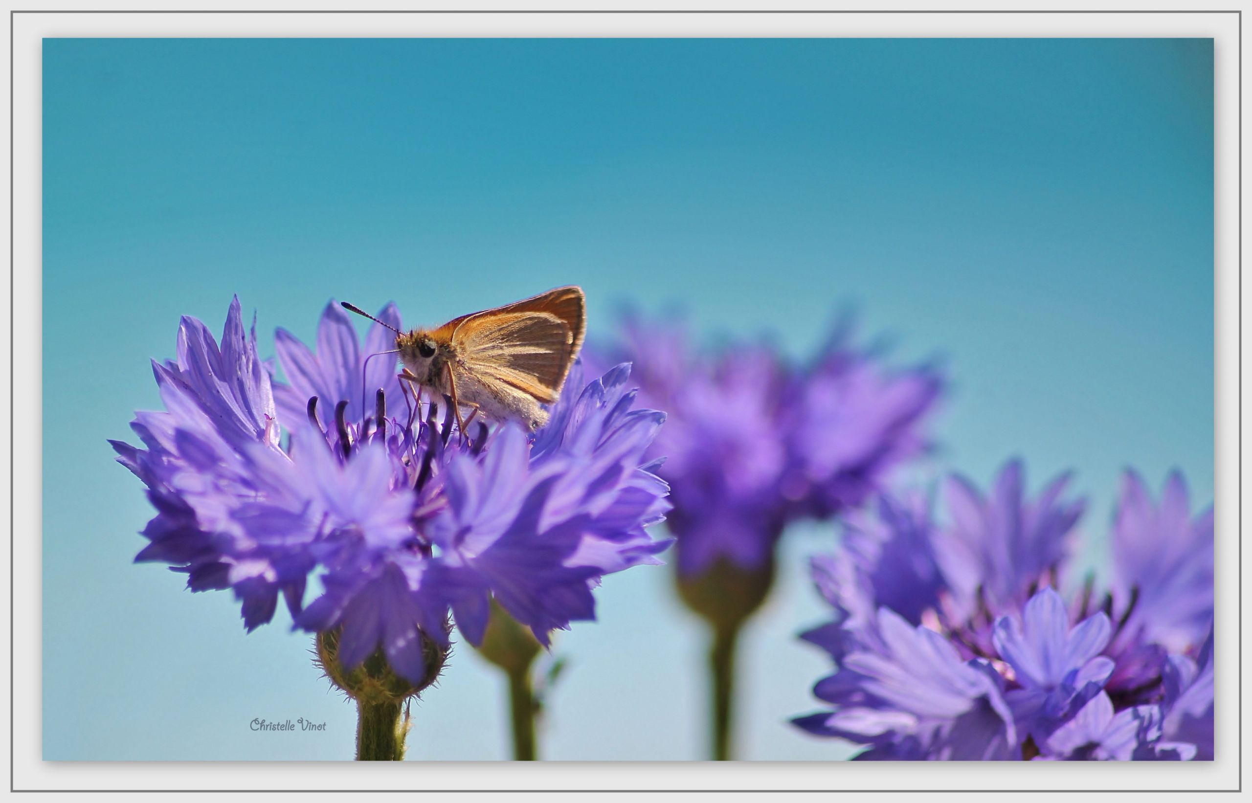 Fonds d'cran Animaux Insectes - Papillons 