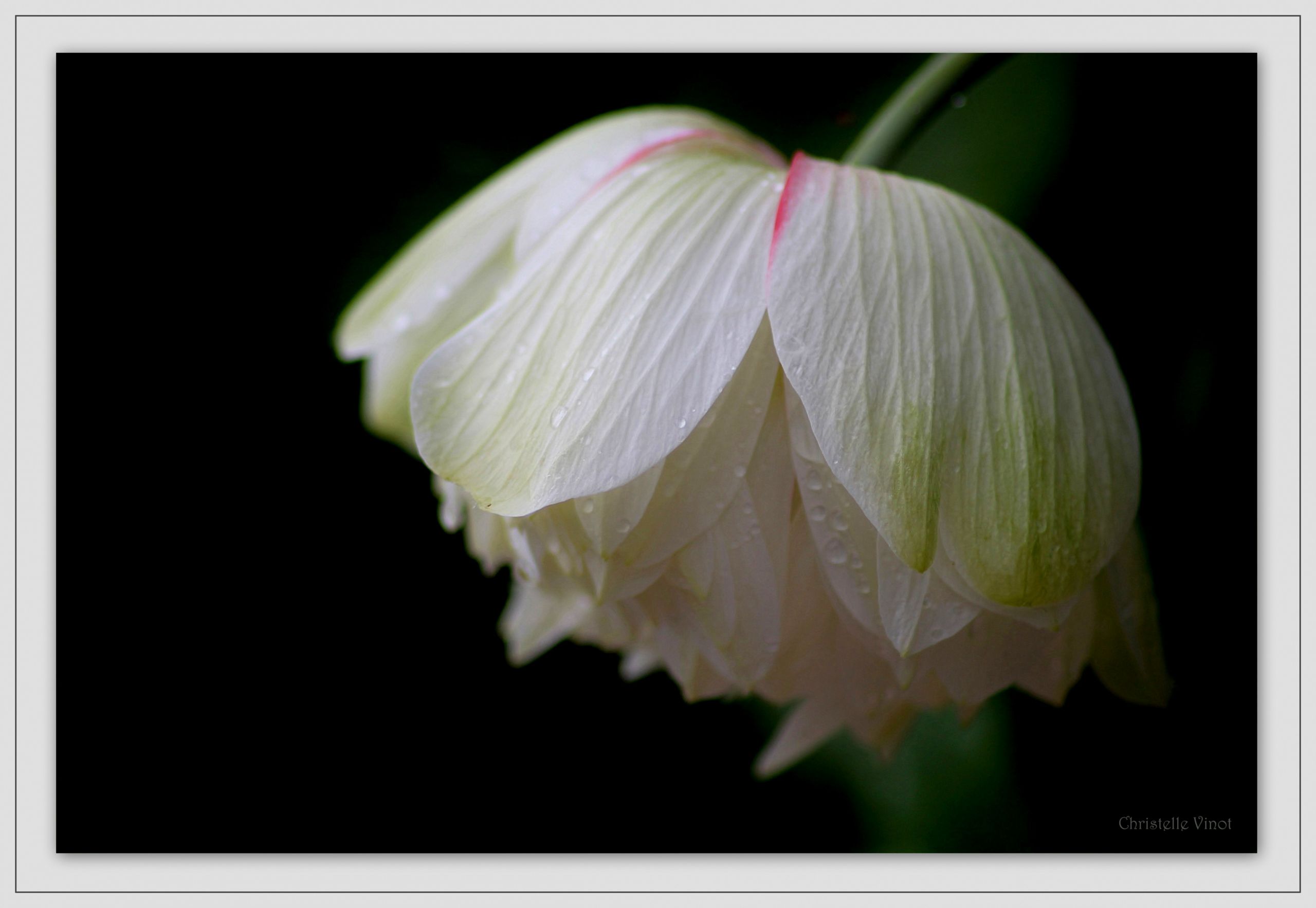 Fonds d'cran Nature Fleurs 