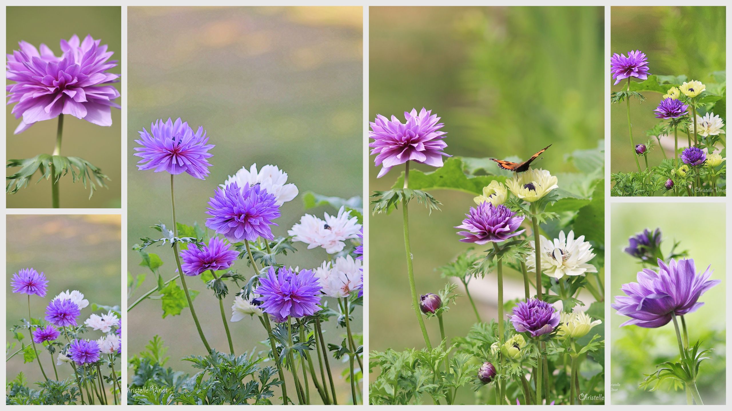 Fonds d'cran Nature Fleurs 