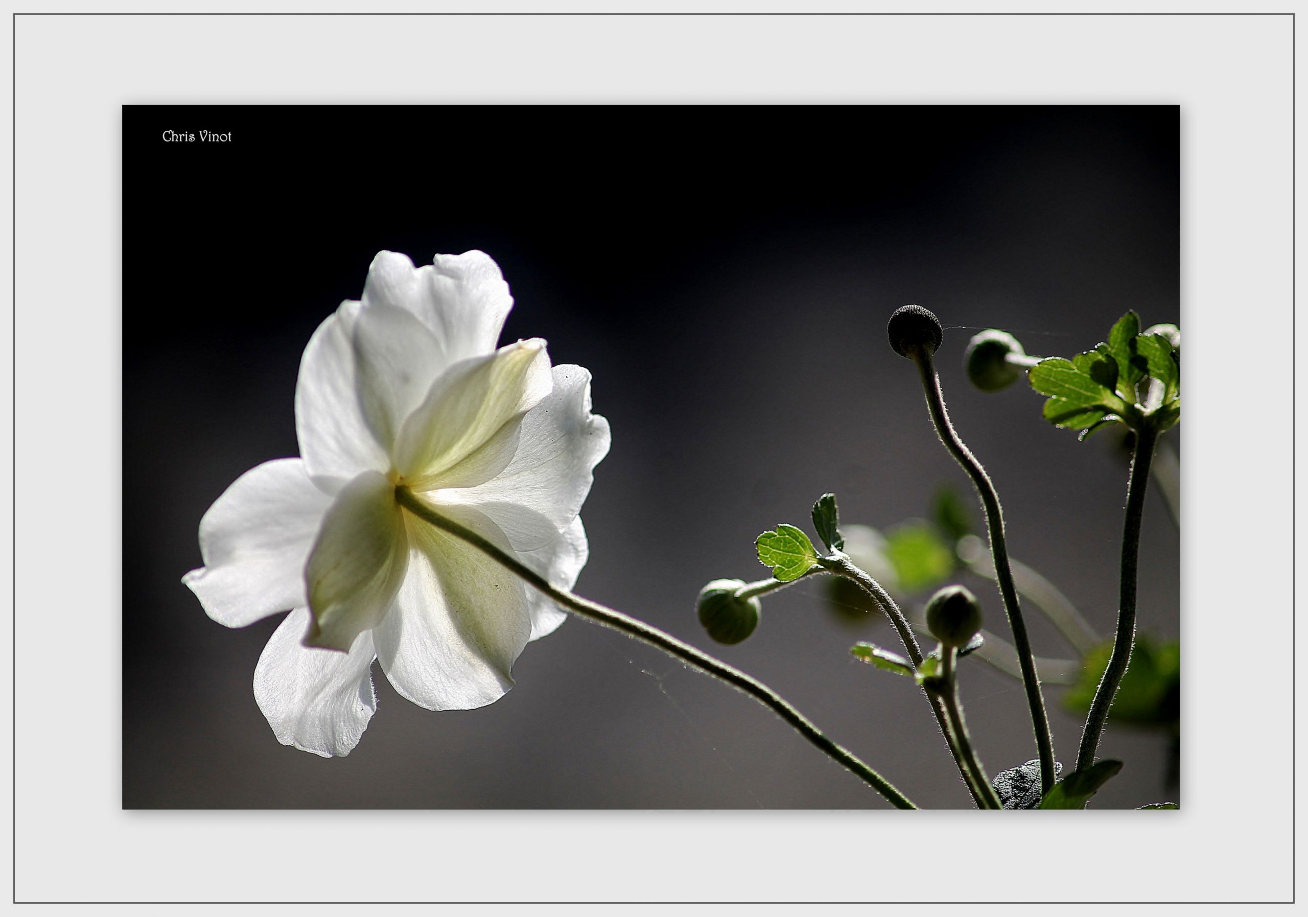 Fonds d'cran Nature Fleurs 