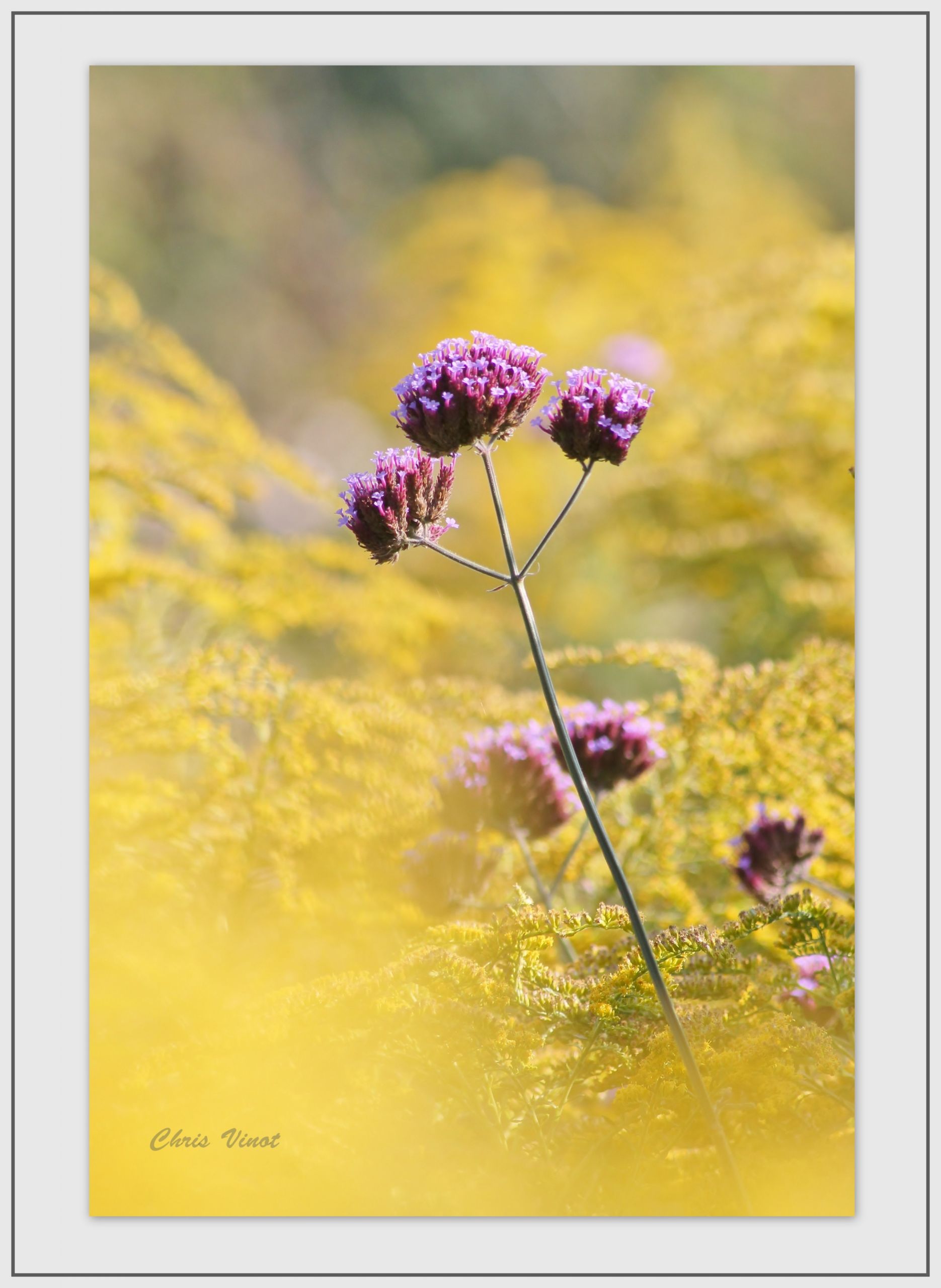 Fonds d'cran Nature Arbres - Forts 