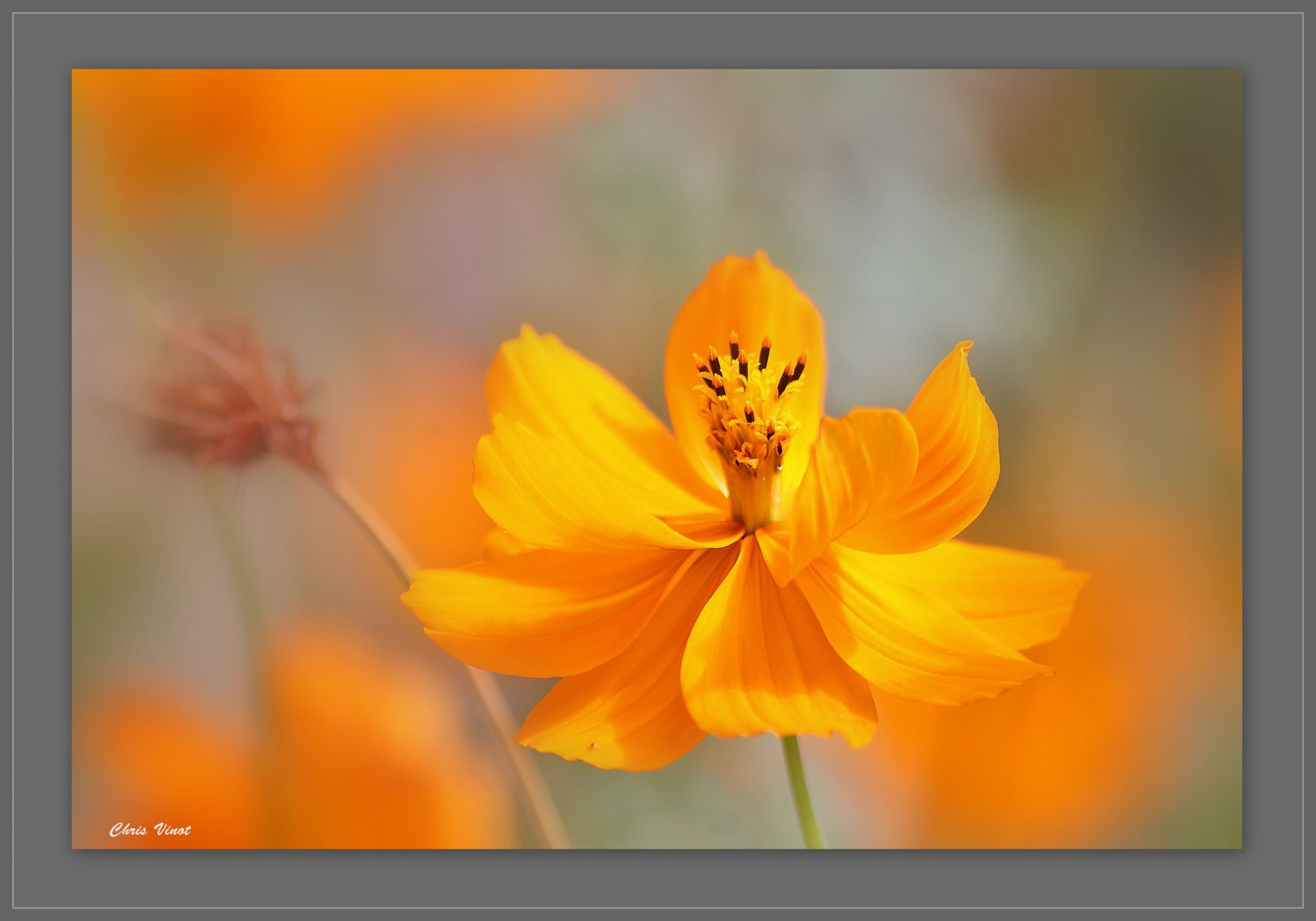 Fonds d'cran Nature Fleurs 