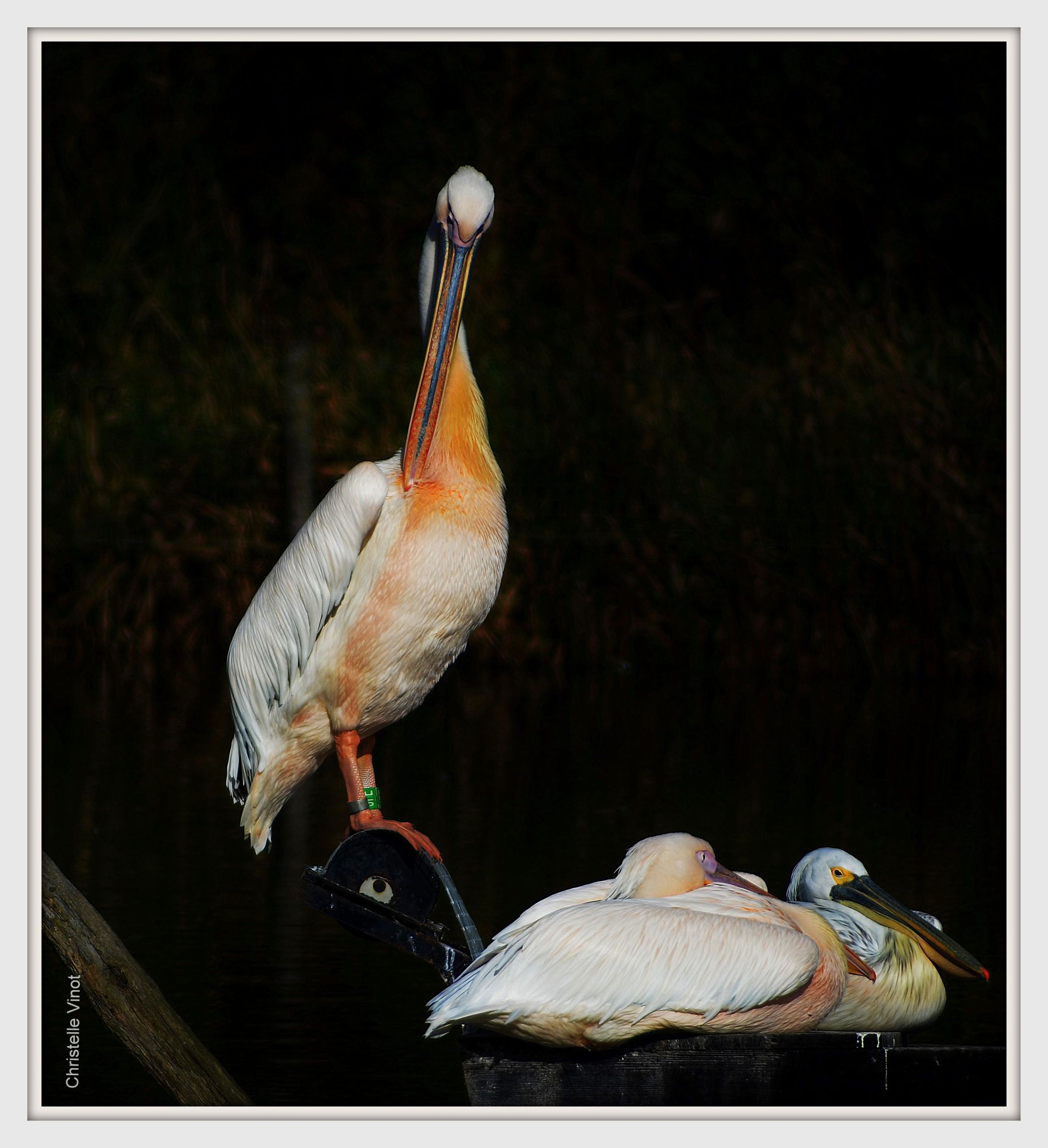 Fonds d'cran Animaux Oiseaux - Plicans 