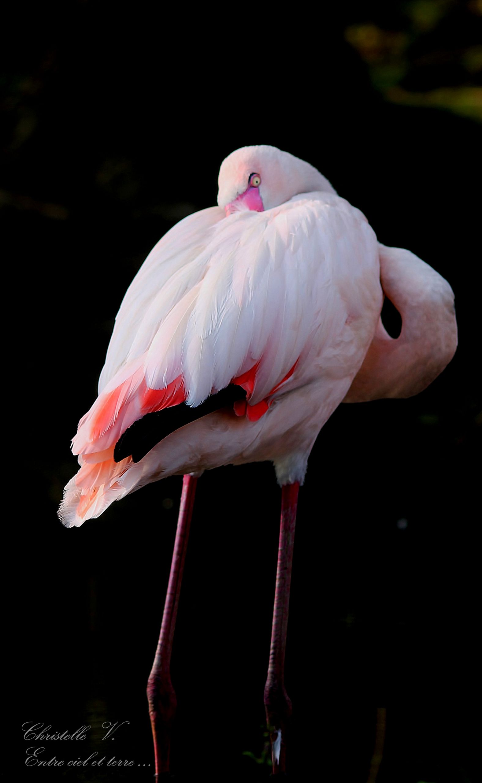 Fonds d'cran Animaux Oiseaux - Flamands roses 