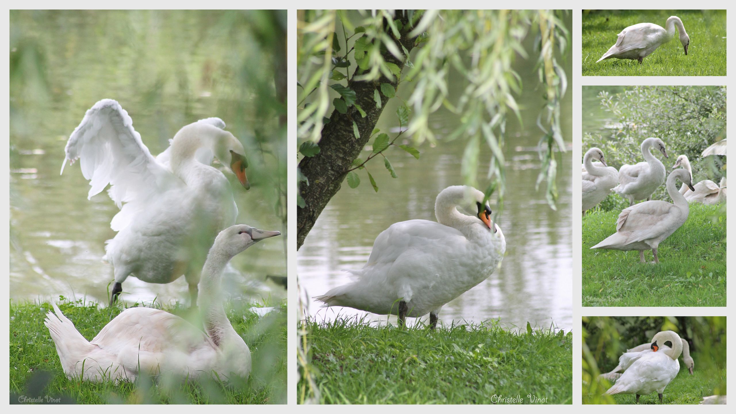 Wallpapers Animals Birds - Swans 