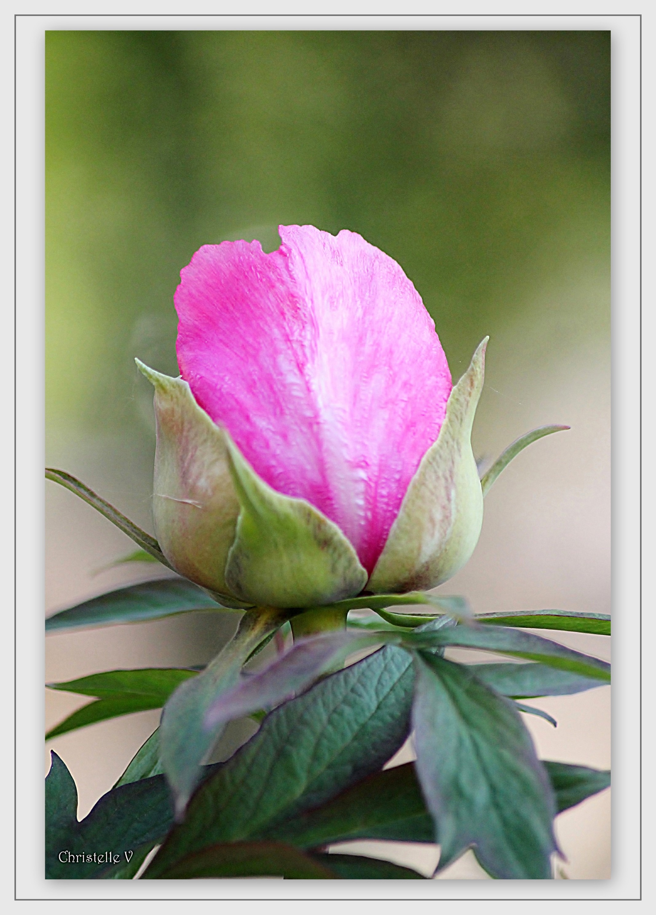 Fonds d'cran Nature Fleurs 