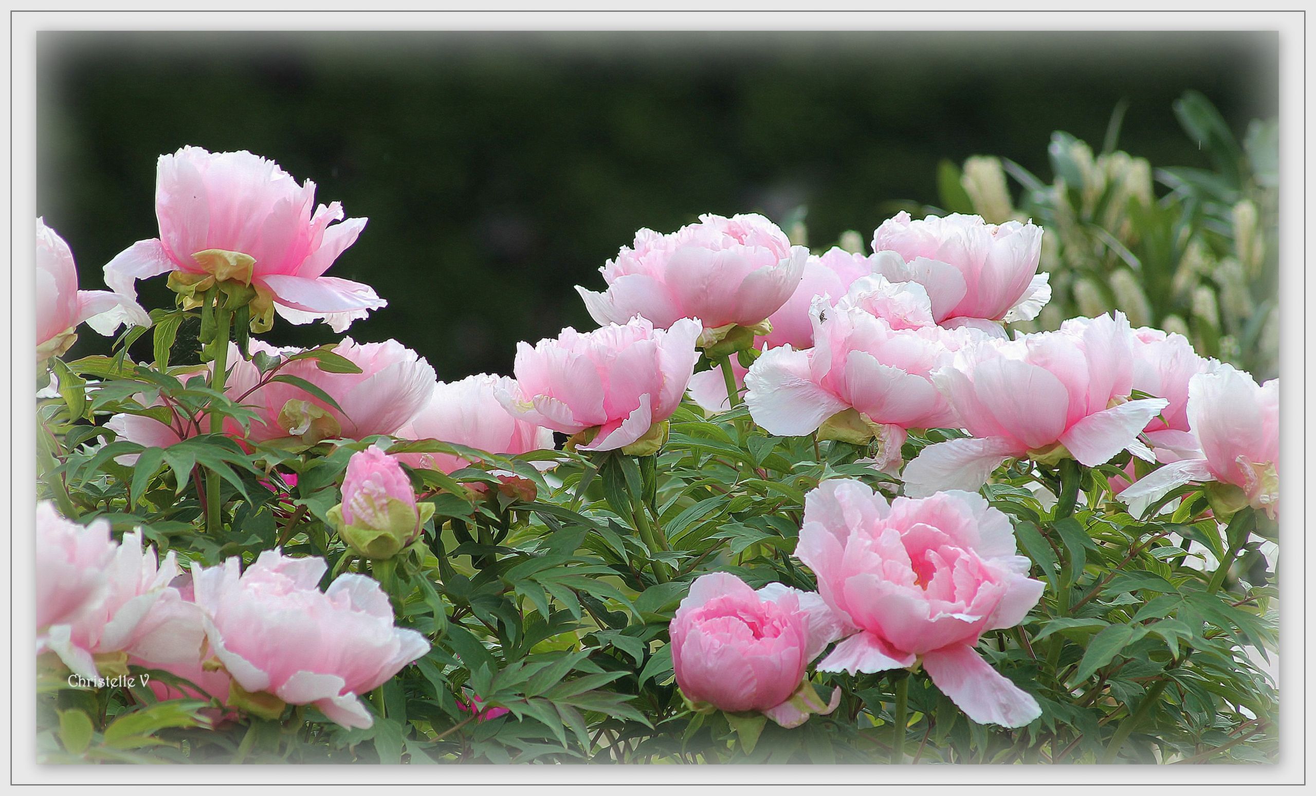 Fonds d'cran Nature Fleurs 