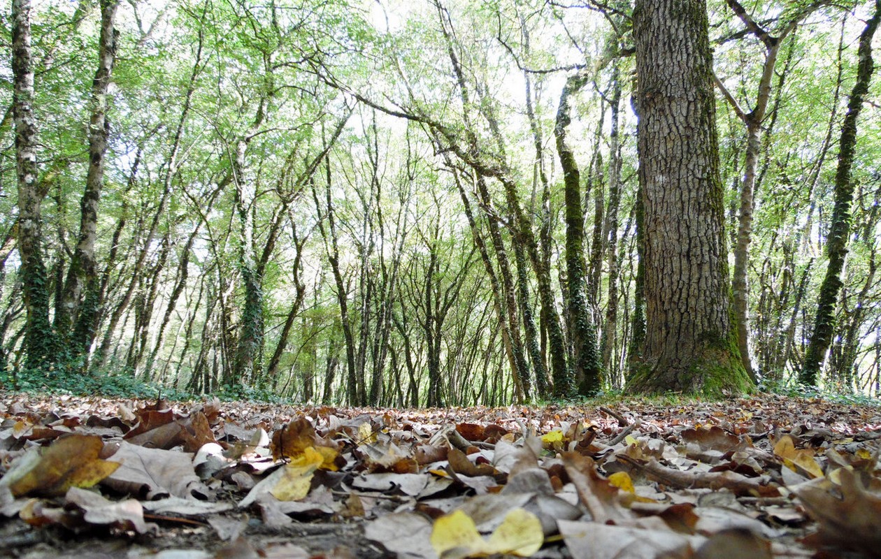 Fonds d'cran Nature Arbres - Forts 