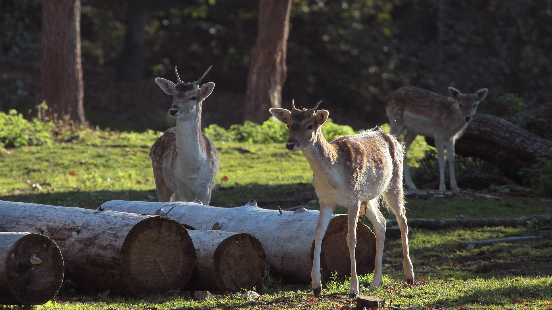 Wallpapers Animals Cervids faons & cie