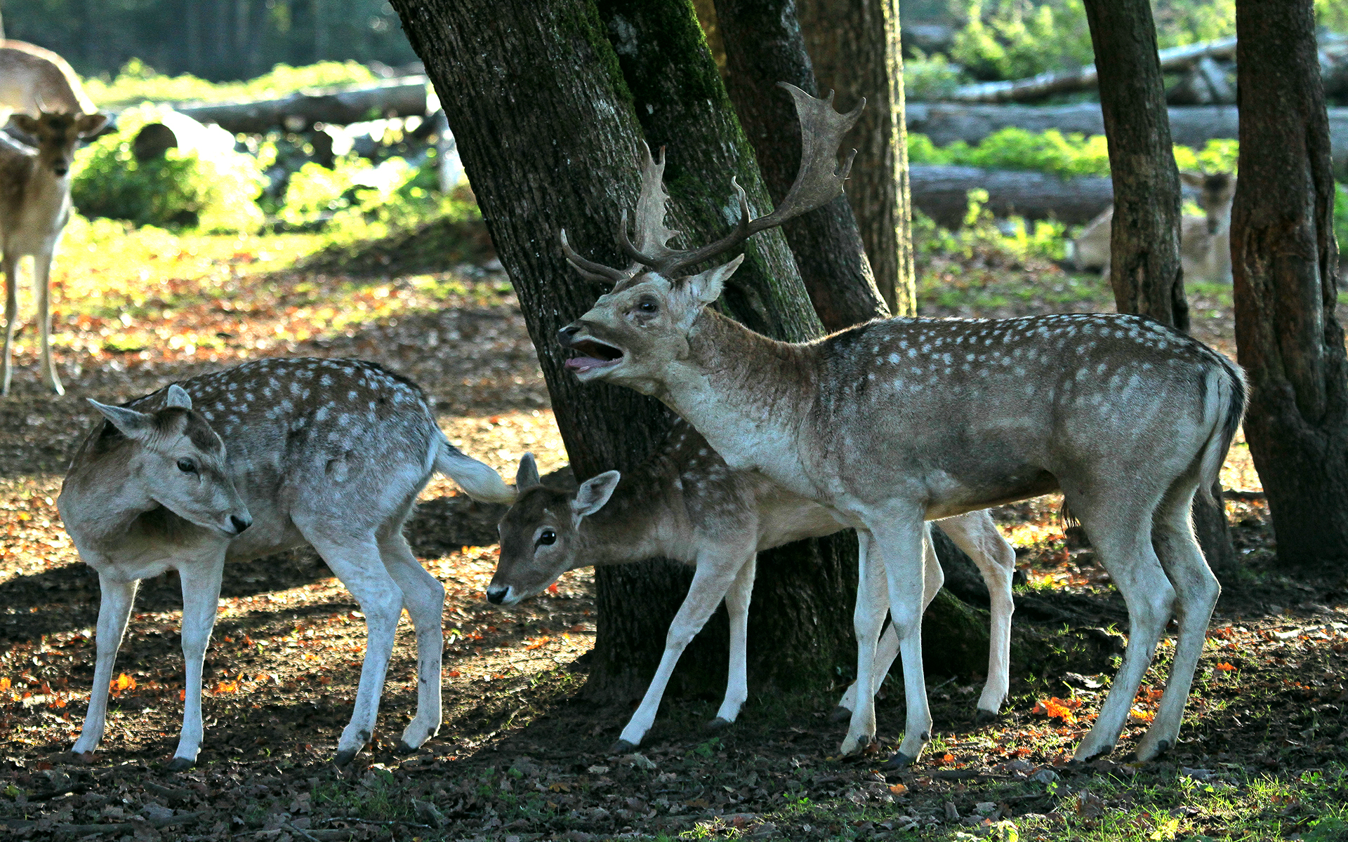 Fonds d'cran Animaux Cervids faons & cie