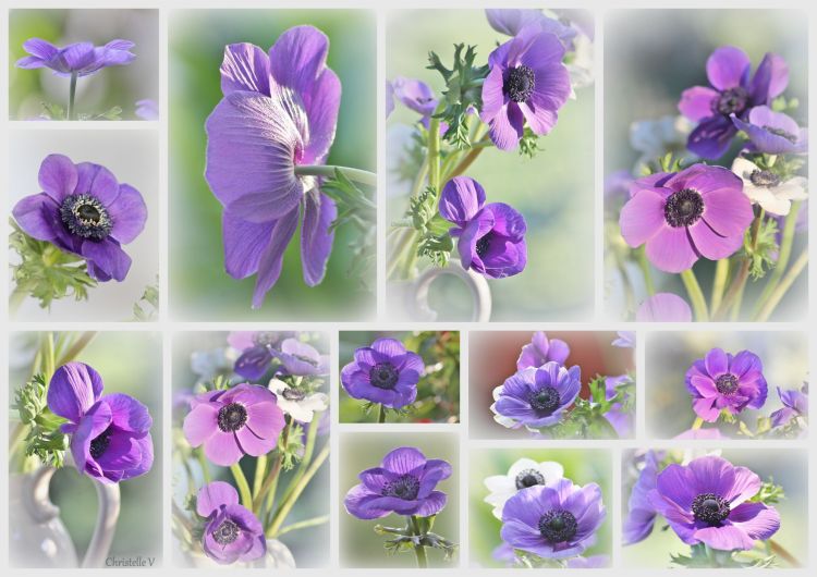 Wallpapers Nature Flowers Wallpaper N391724