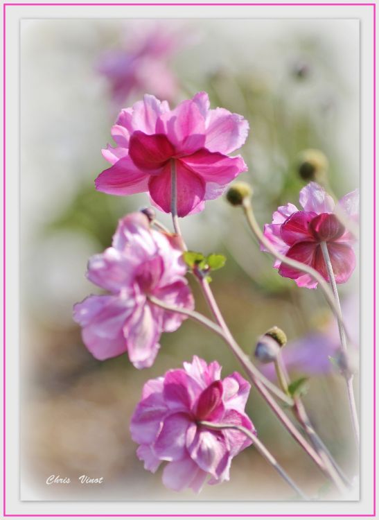 Wallpapers Nature Flowers Wallpaper N391741