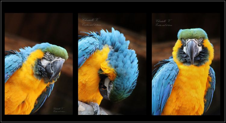 Wallpapers Animals Birds - Parrots Wallpaper N391744