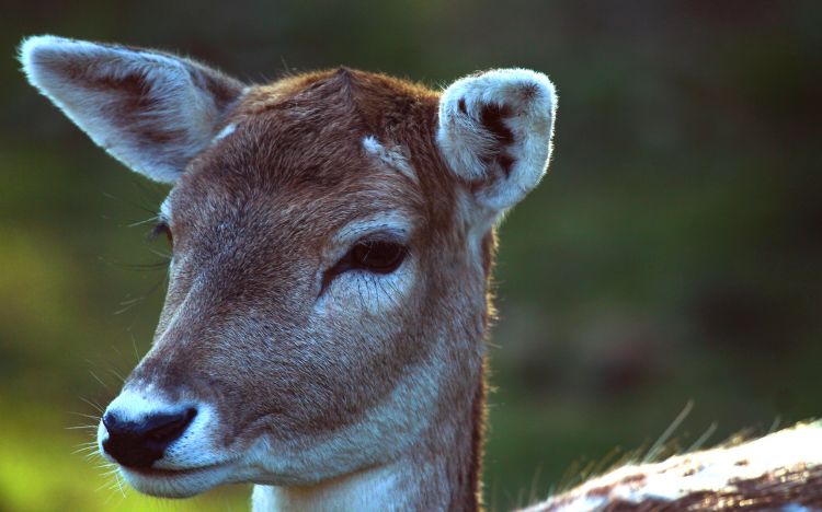 Fonds d'cran Animaux Cervids faons & cie