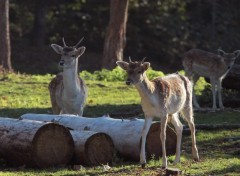  Animaux faons & cie