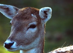  Animaux faons & cie