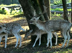  Animaux faons & cie