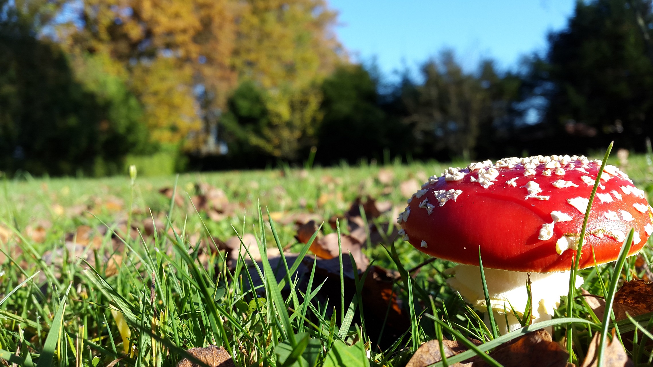 Wallpapers Nature Mushrooms Colors of autumn