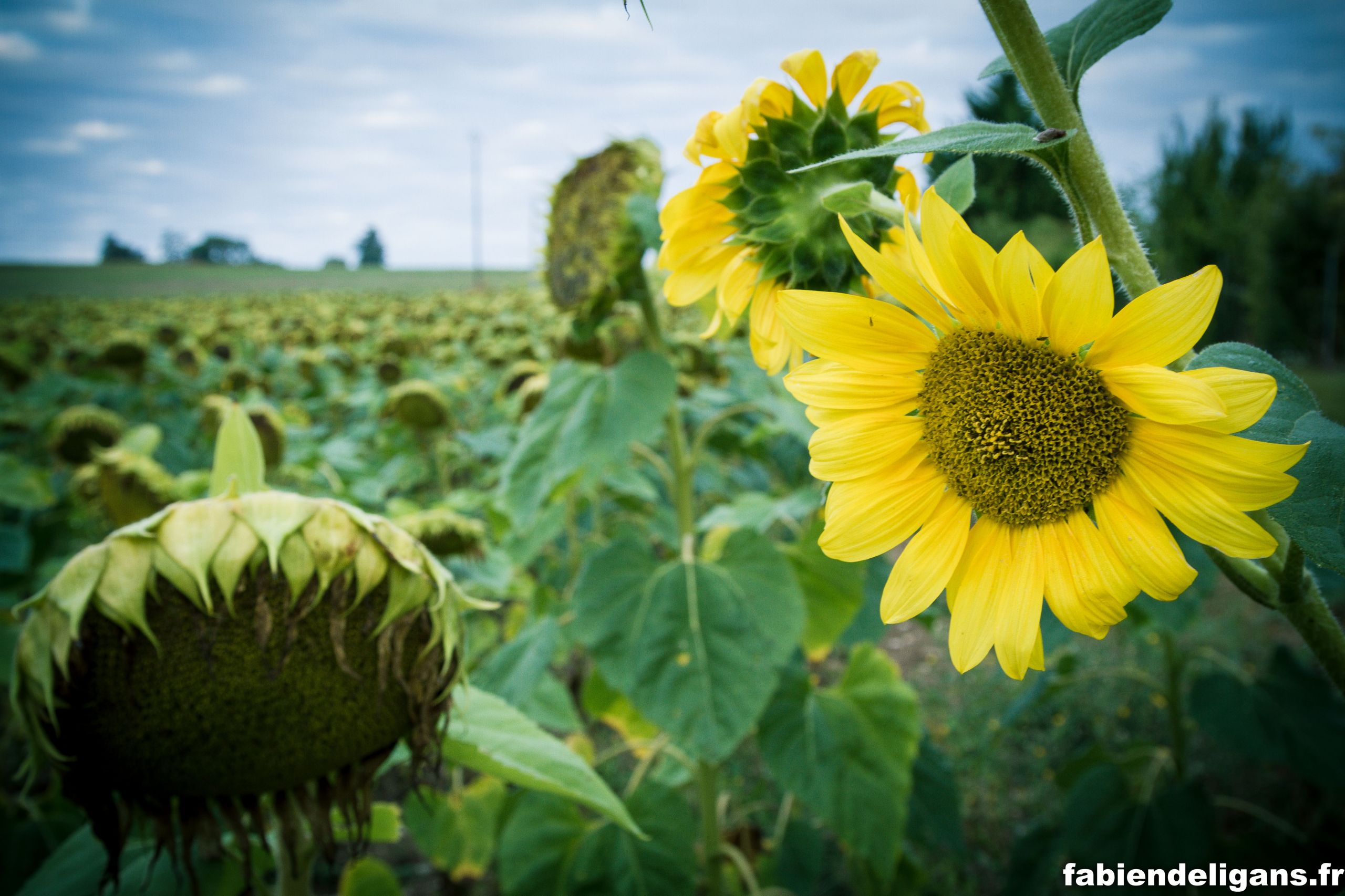 Wallpapers Nature Flowers tournesol