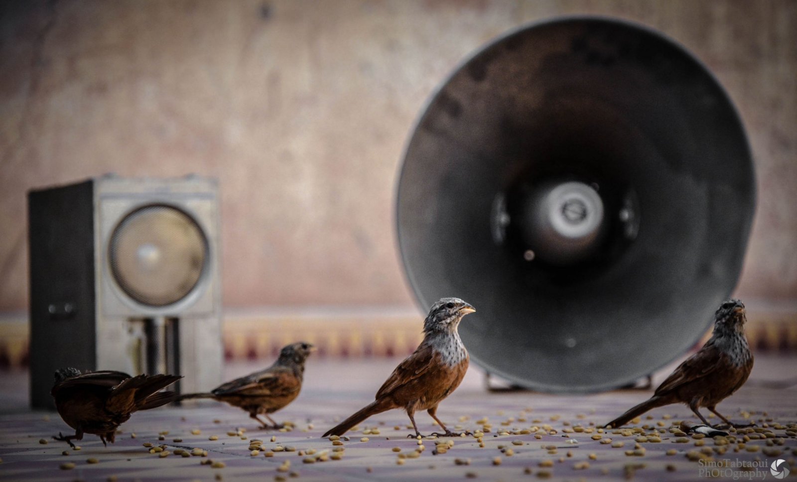 Fonds d'cran Animaux Oiseaux - Divers panoramic DJ birds 