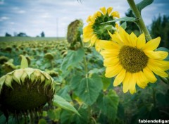  Nature tournesol