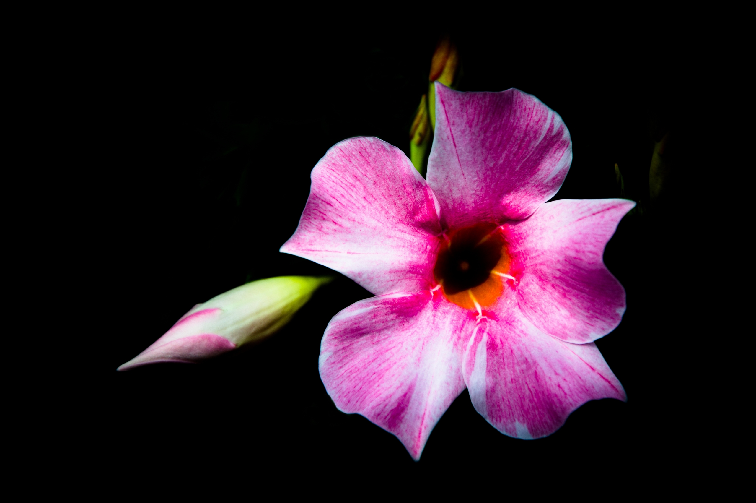 Fonds d'cran Nature Fleurs 