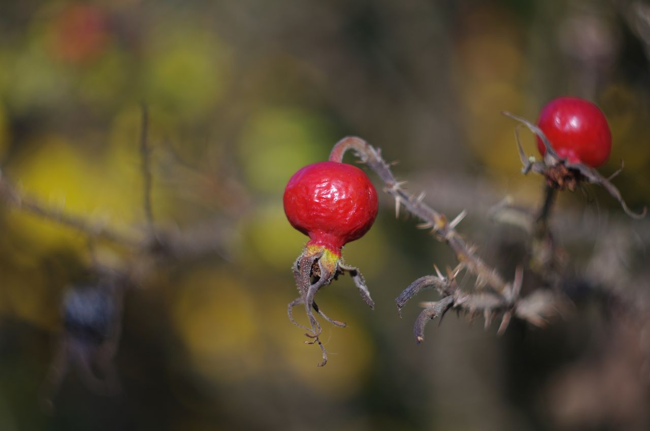 Fonds d'cran Nature Fruits 