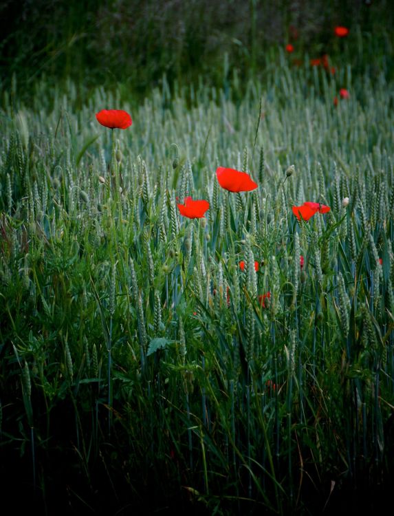 Fonds d'cran Nature Fleurs Champ