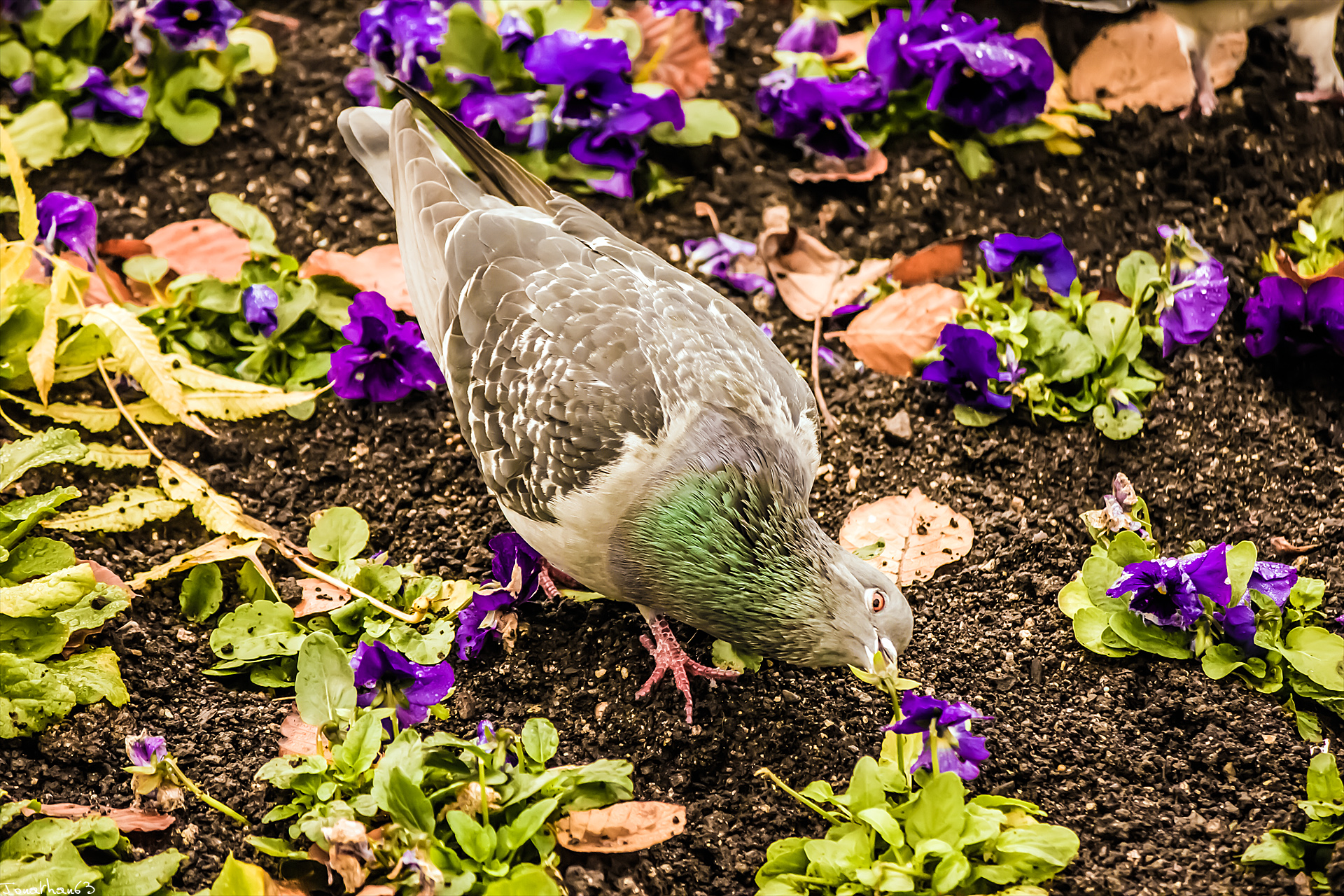 Fonds d'cran Animaux Oiseaux - Pigeons et Tourterelles Pigeon