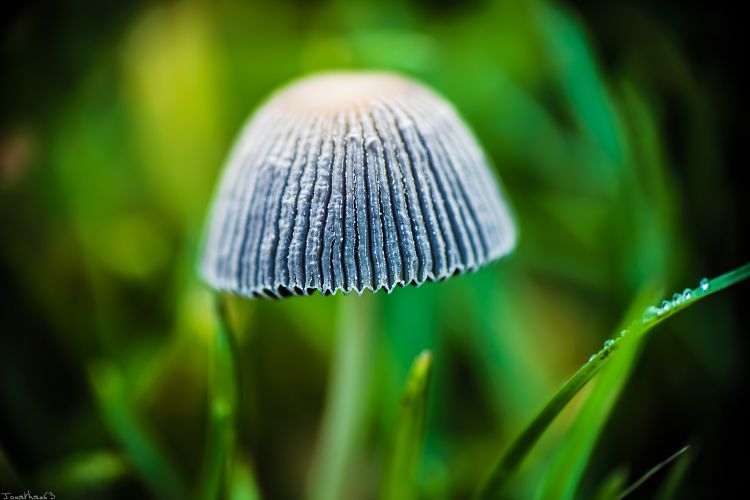 Fonds d'cran Nature Champignons Macro d'un champignon