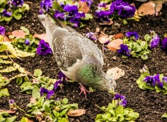  Animaux Pigeon