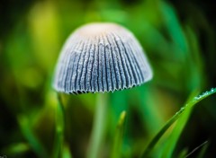  Nature Macro d'un champignon