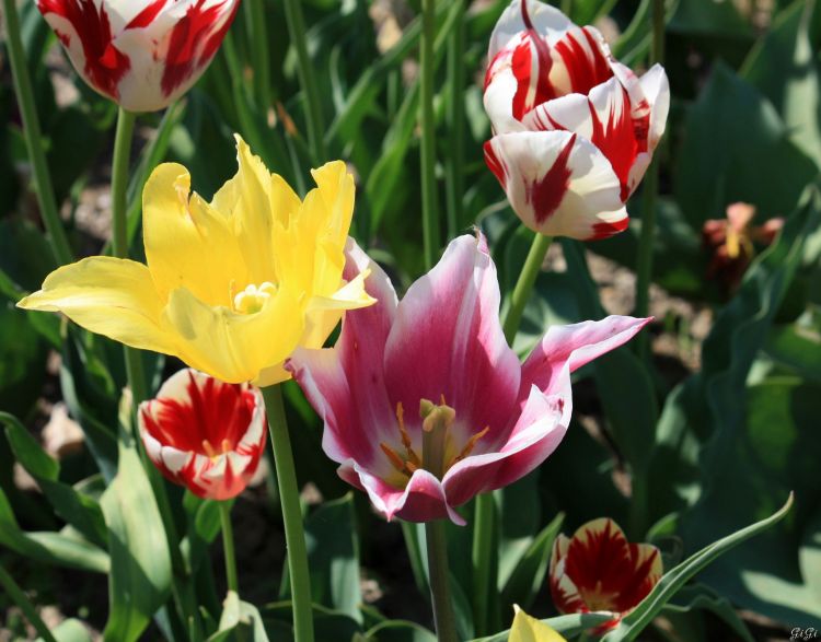 Fonds d'cran Nature Fleurs Une journée fleurie