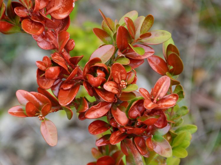 Wallpapers Nature Leaves - Foliage Au buis l'an neuf 