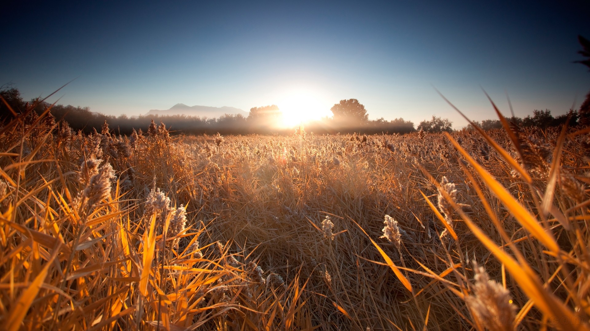 Fonds d'cran Nature Champs - Prairies 