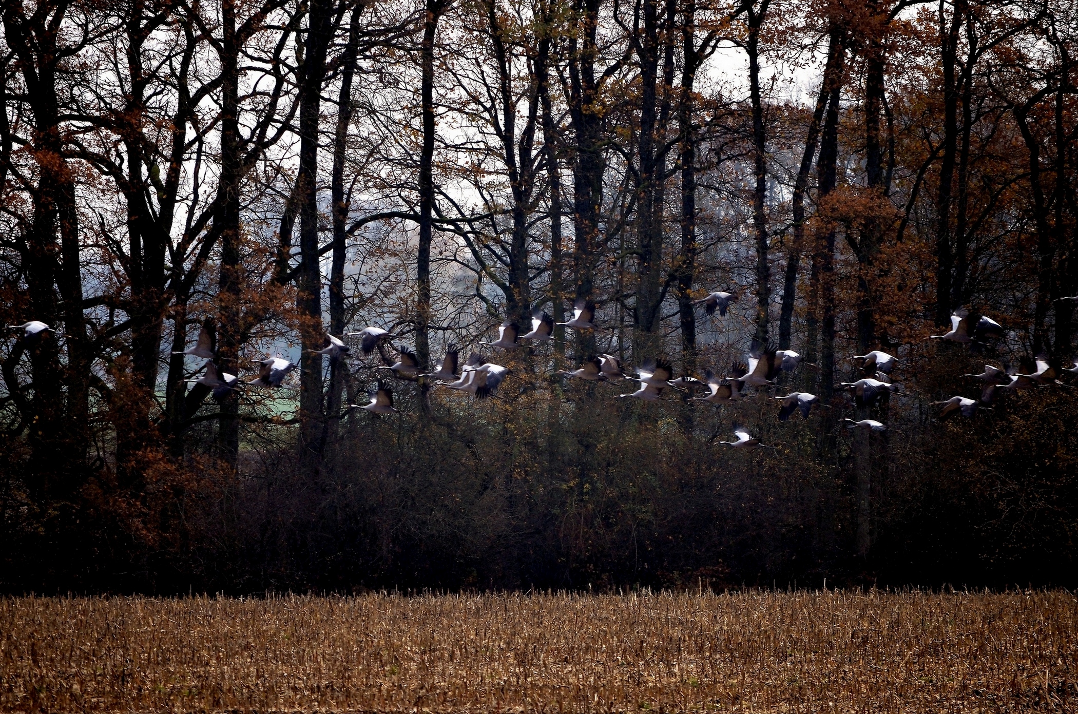 Fonds d'cran Nature Arbres - Forts envol de grues cendrées