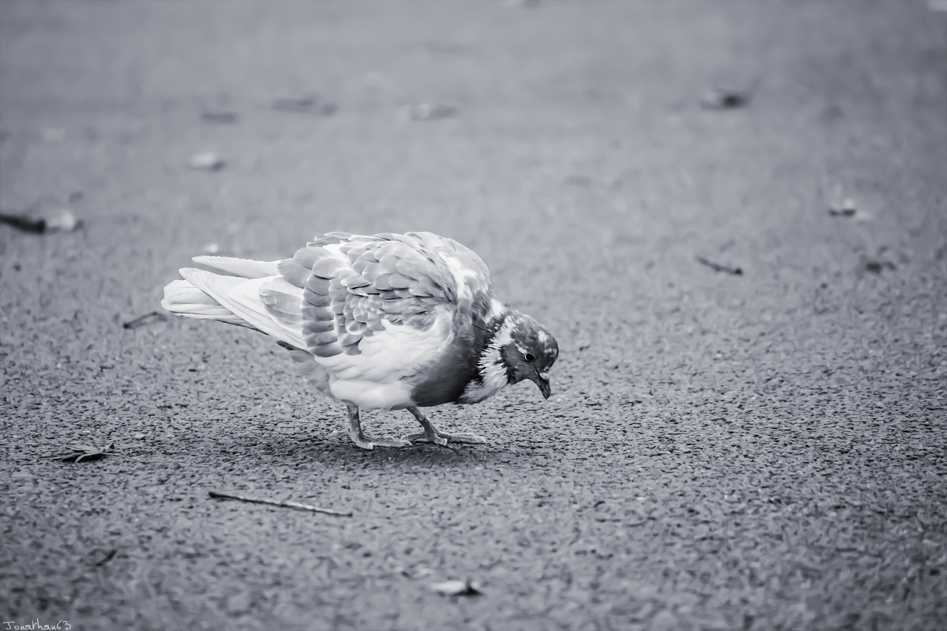 Fonds d'cran Animaux Oiseaux - Pigeons et Tourterelles 